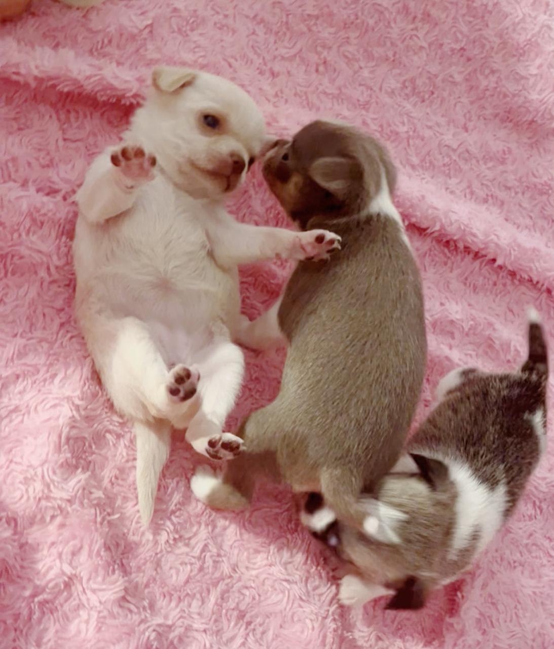 Милые котята и щенки Предлагаем (4)