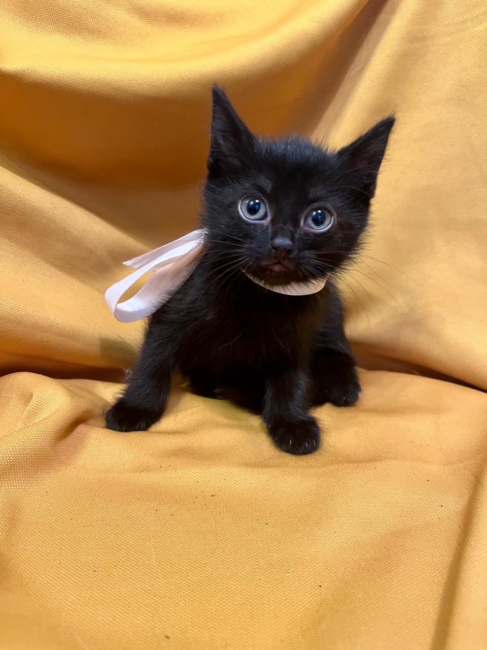 **Ищут заботливых хозяев: котята** Эти (2)