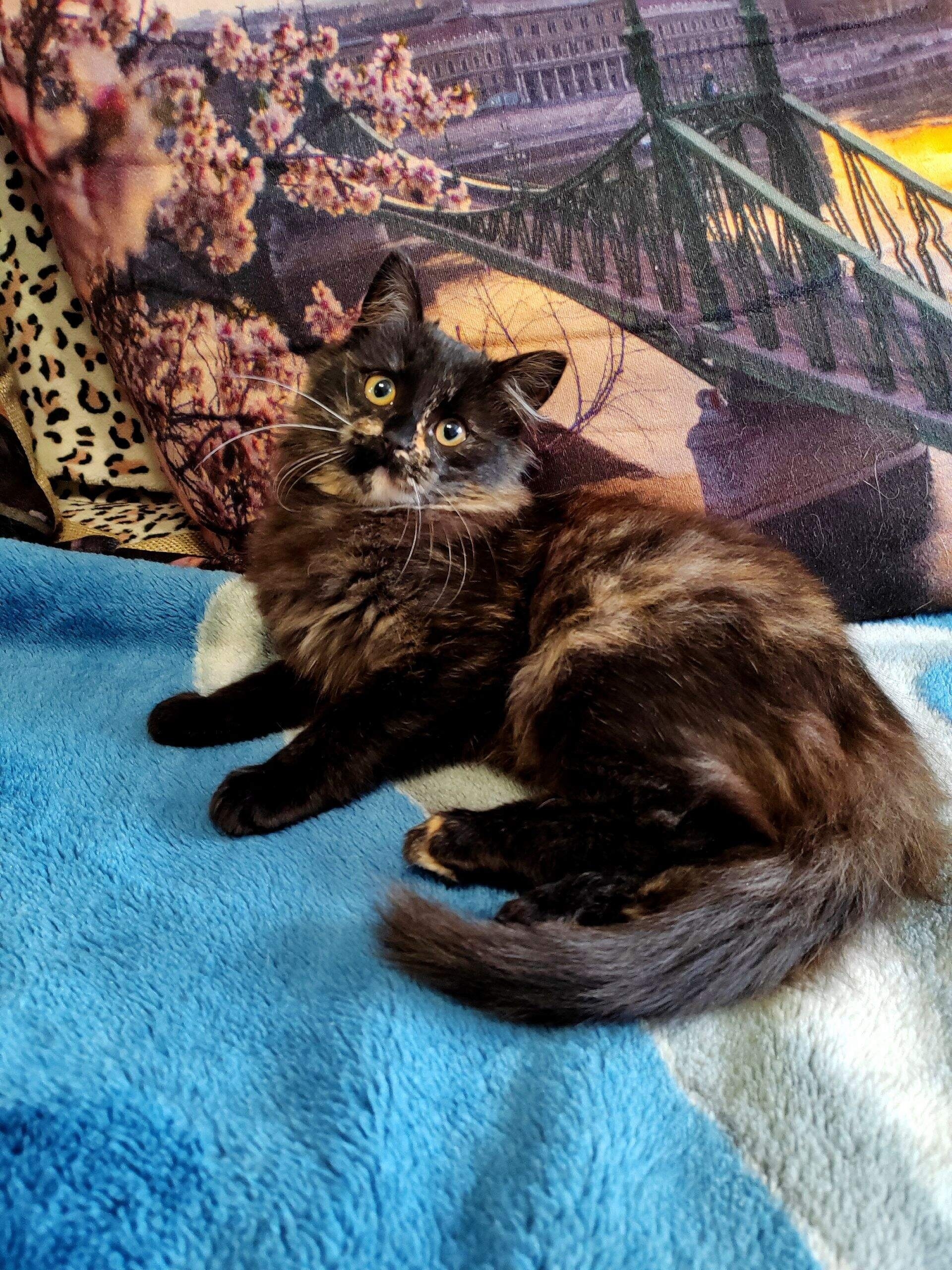 В Кинешме ищут дом для (1)