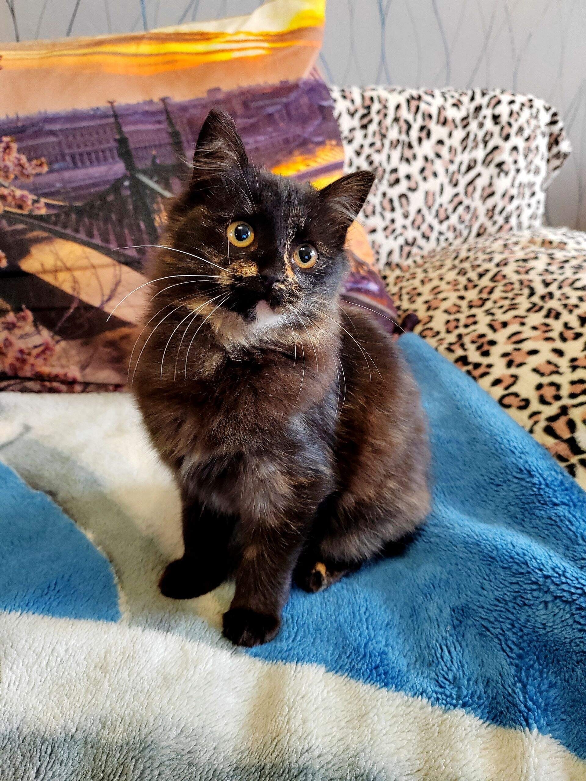 В Кинешме ищут дом для (3)