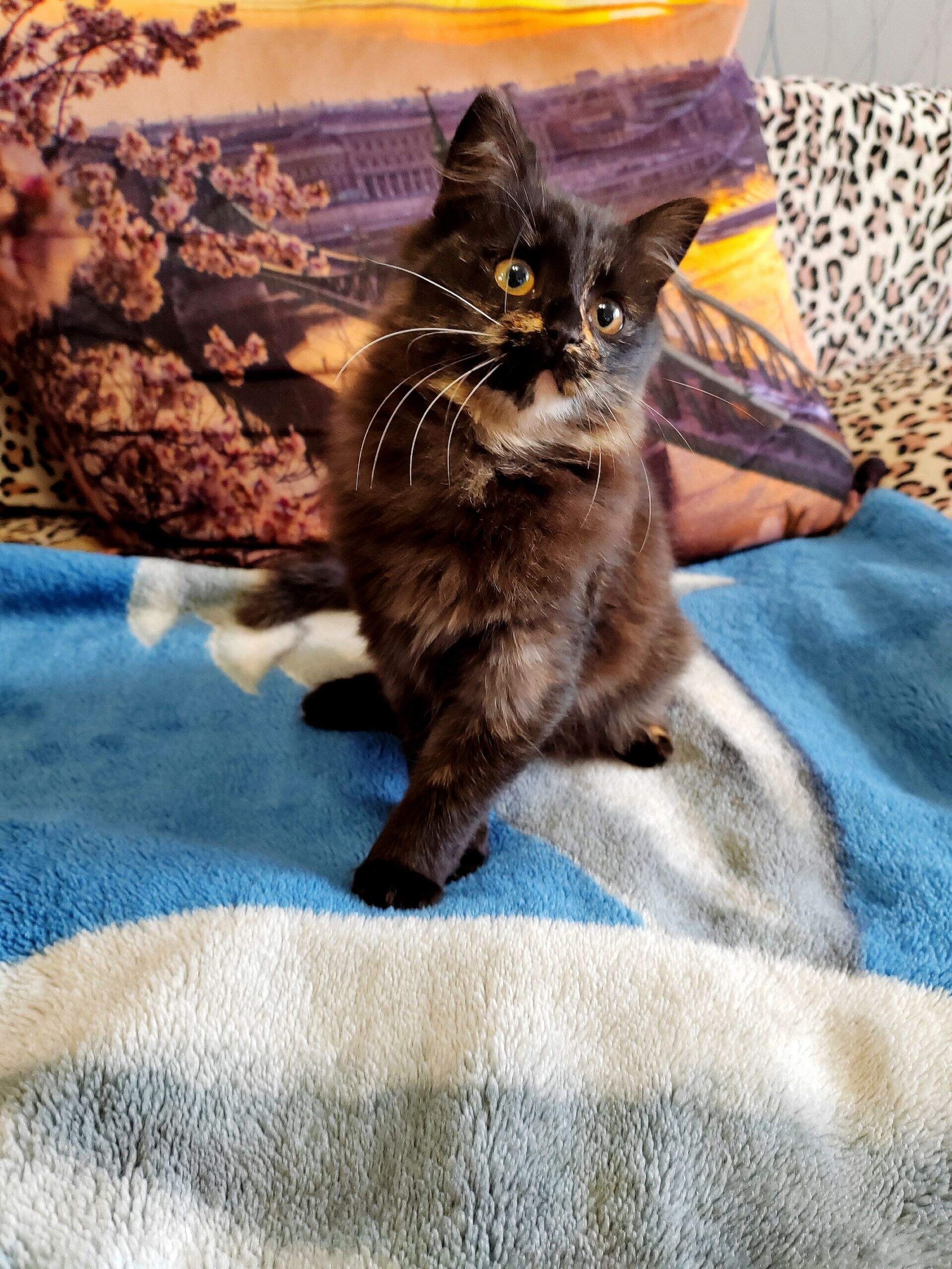 В Кинешме ищут дом для (5)