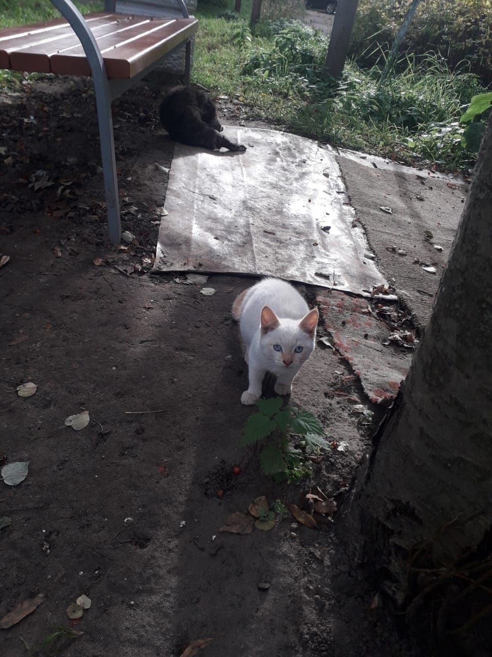 В Кинешме ищут дом для (8)