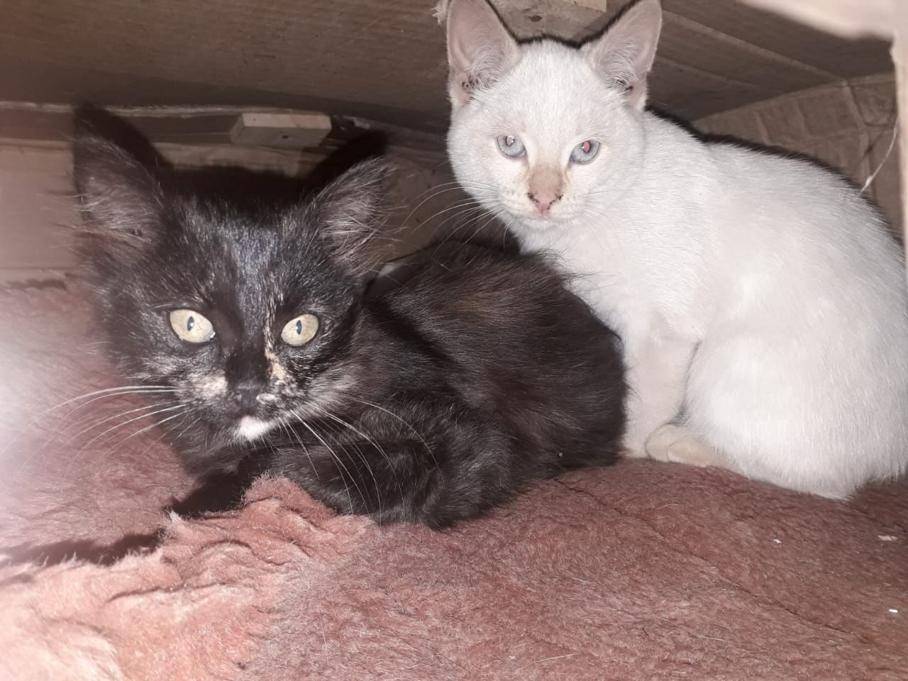 В Кинешме ищут дом для (9)