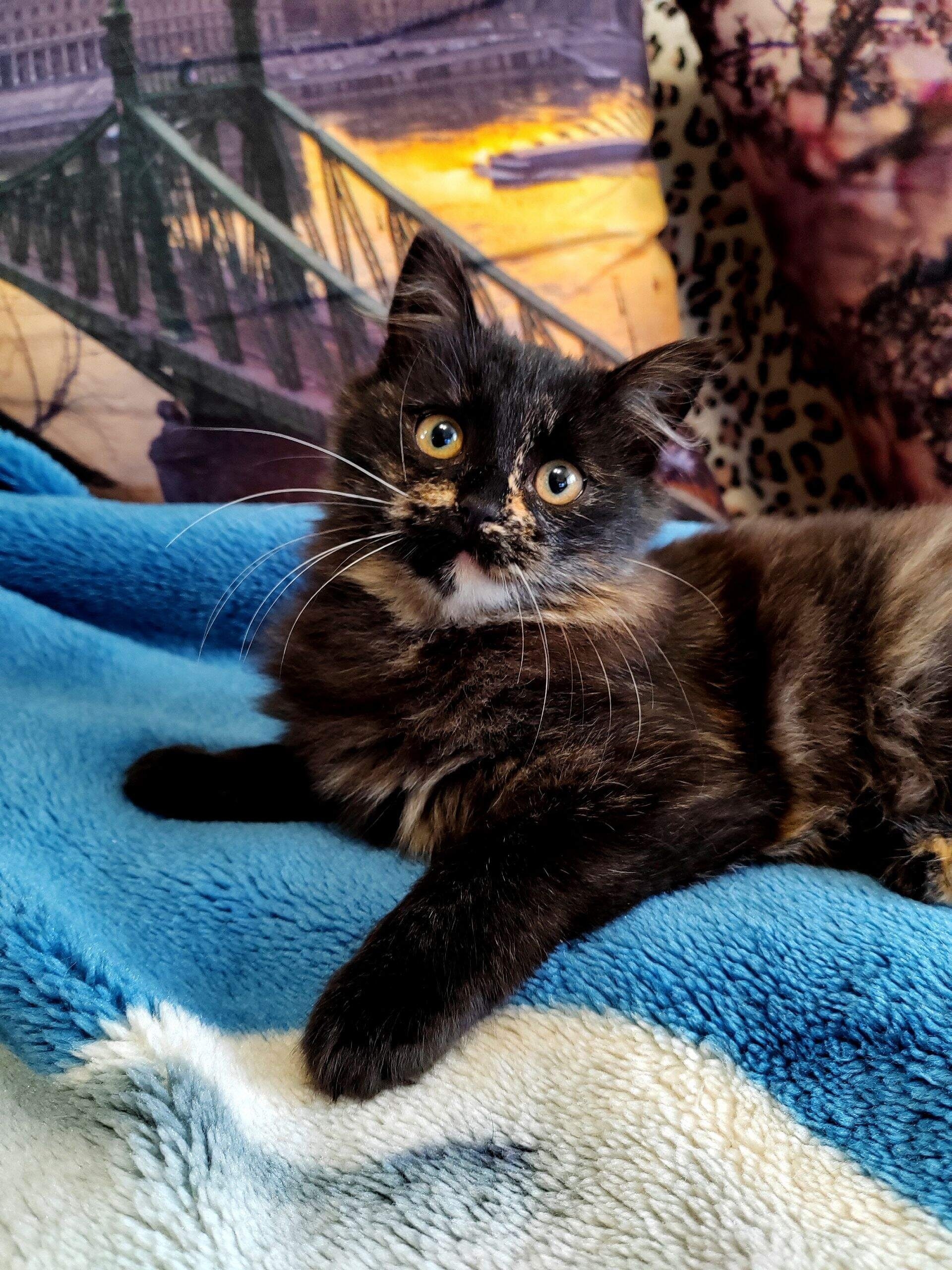 В Кинешме ищут дом для (2)