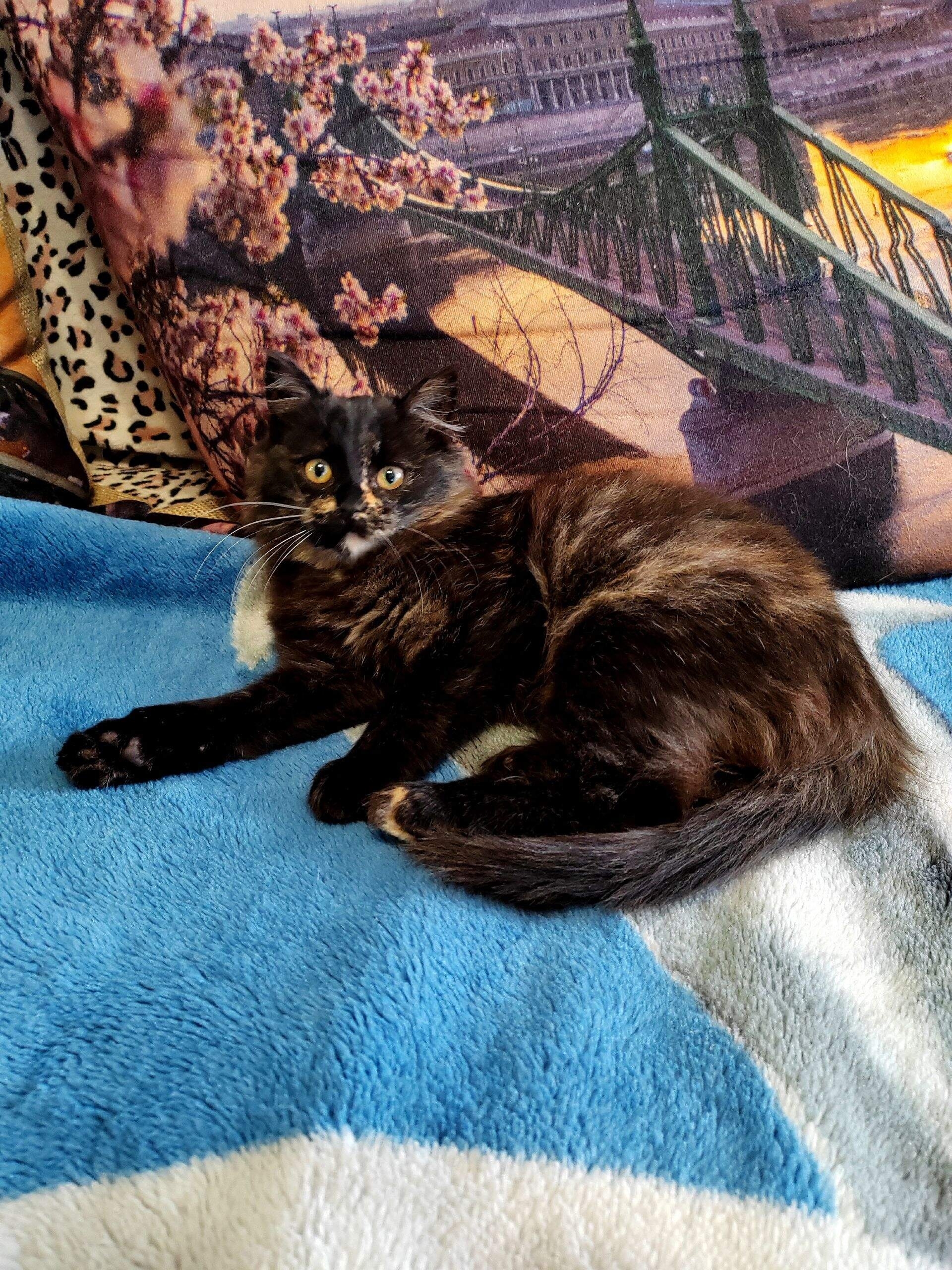 В Кинешме ищут дом для (6)