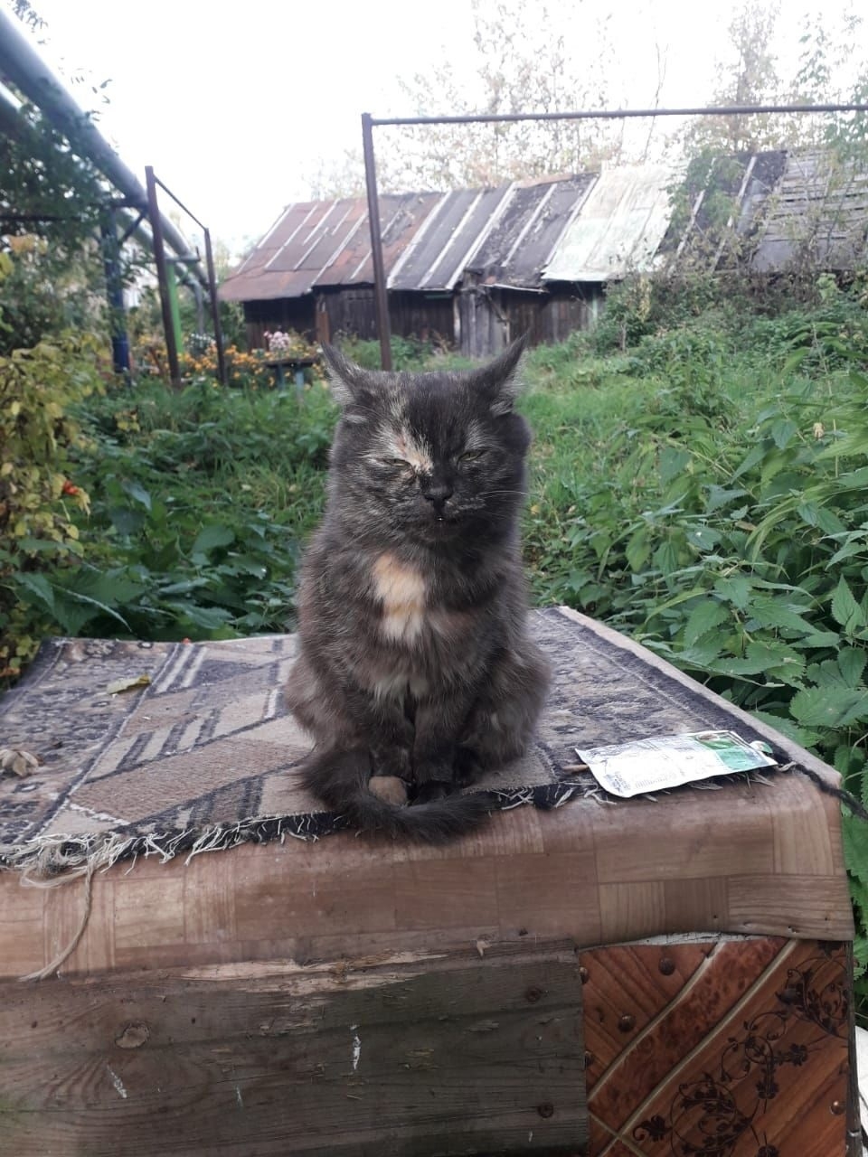 В Кинешме ищут дом для (7)