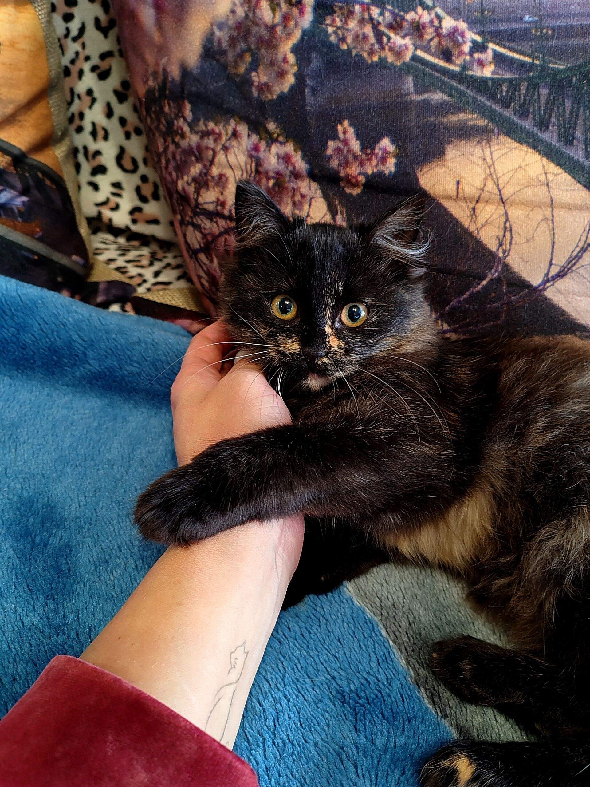 В Кинешме ищут дом для (4)