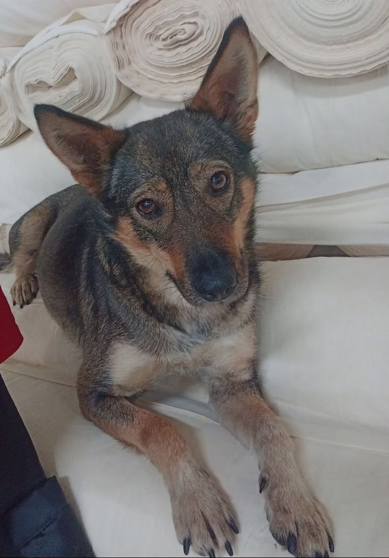 Ляля ищет дом в Иваново (1)