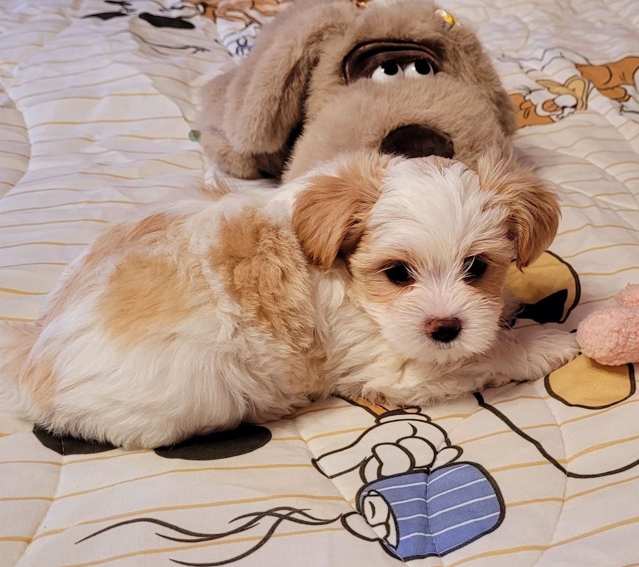 Йоркширские терьеры высшего класса ждут (2)