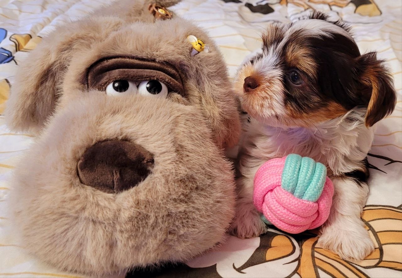 Йоркширские терьеры высшего класса ждут