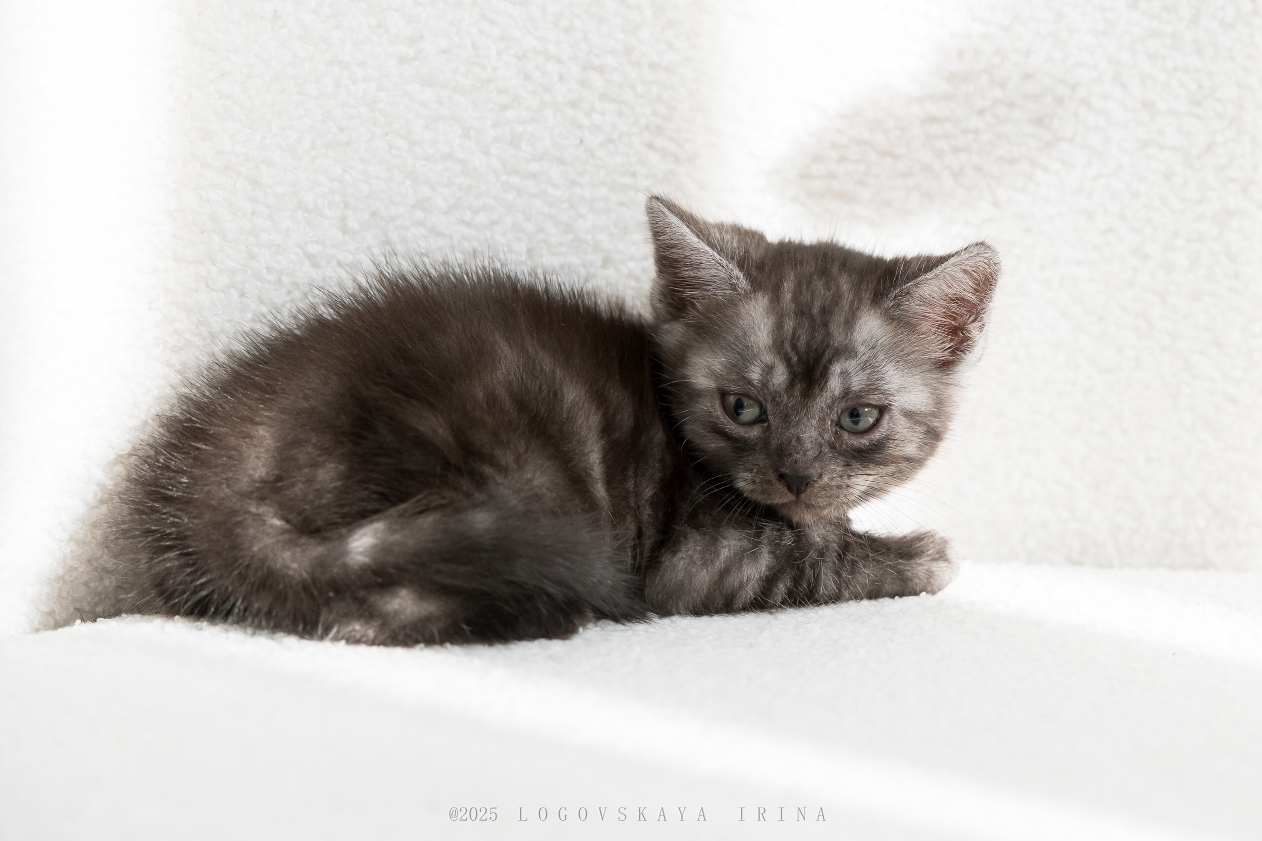 Нежная малышка редкой окраски ищет (3)