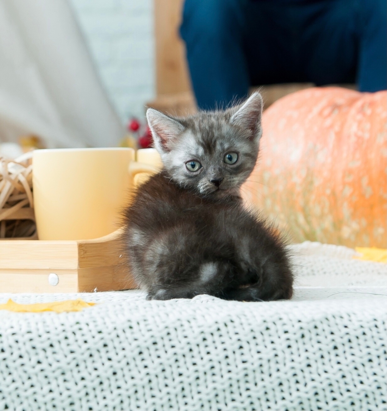 Нежная малышка редкой окраски ищет (2)