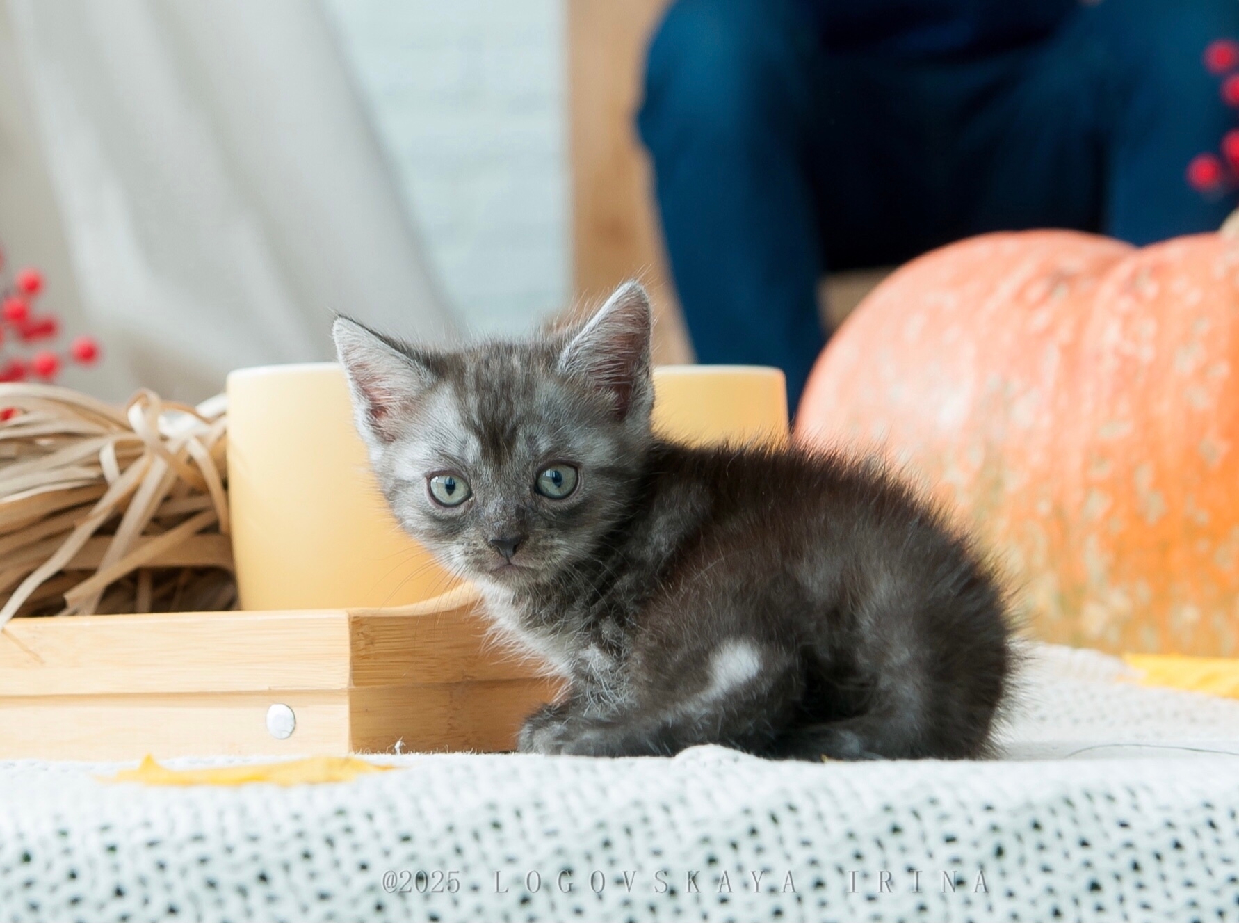 Нежная малышка редкой окраски ищет (1)