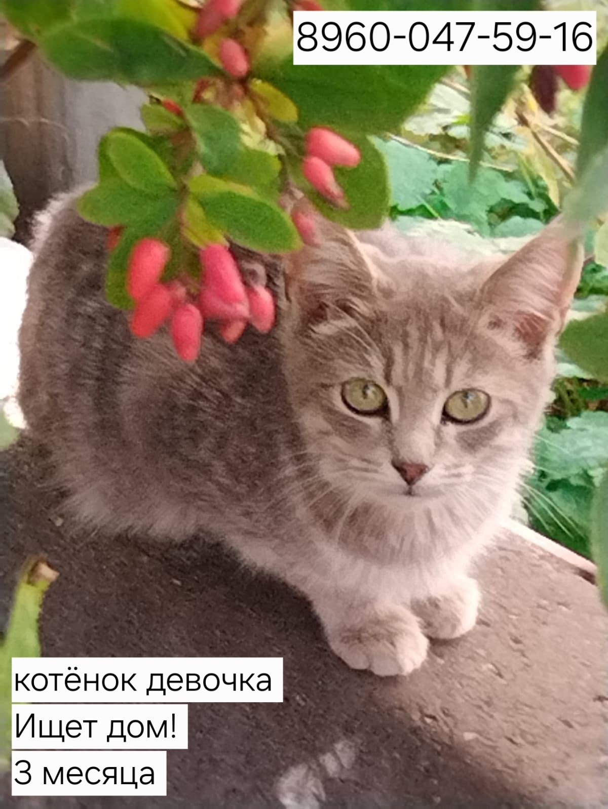 Юная котёнок ищет заботу Нежный