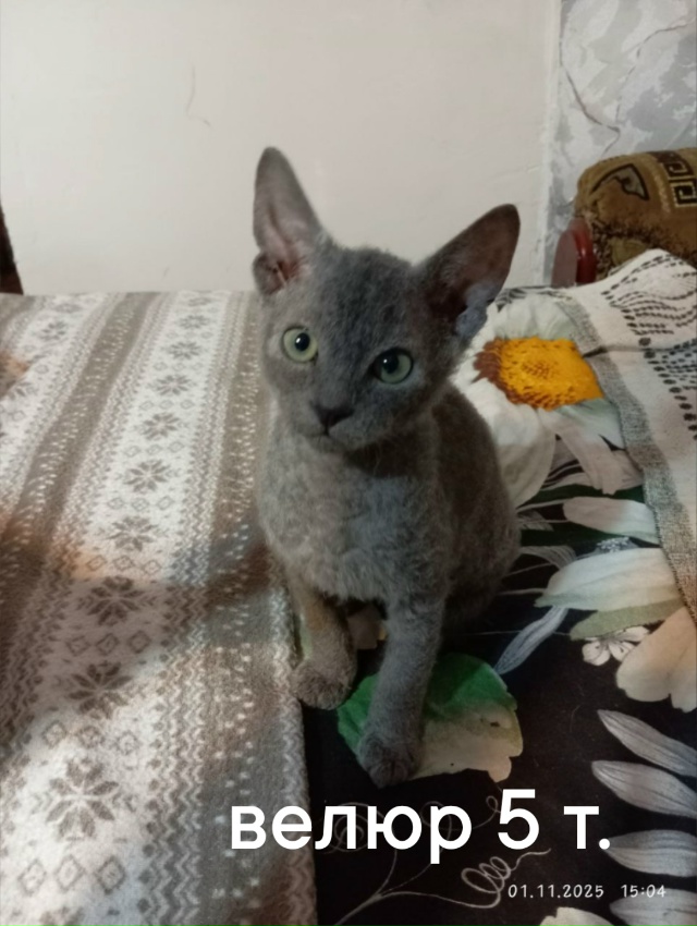 Котята Донской сфинкс в Луганске (2)