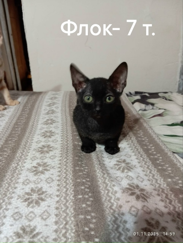 Котята Донской сфинкс в Луганске