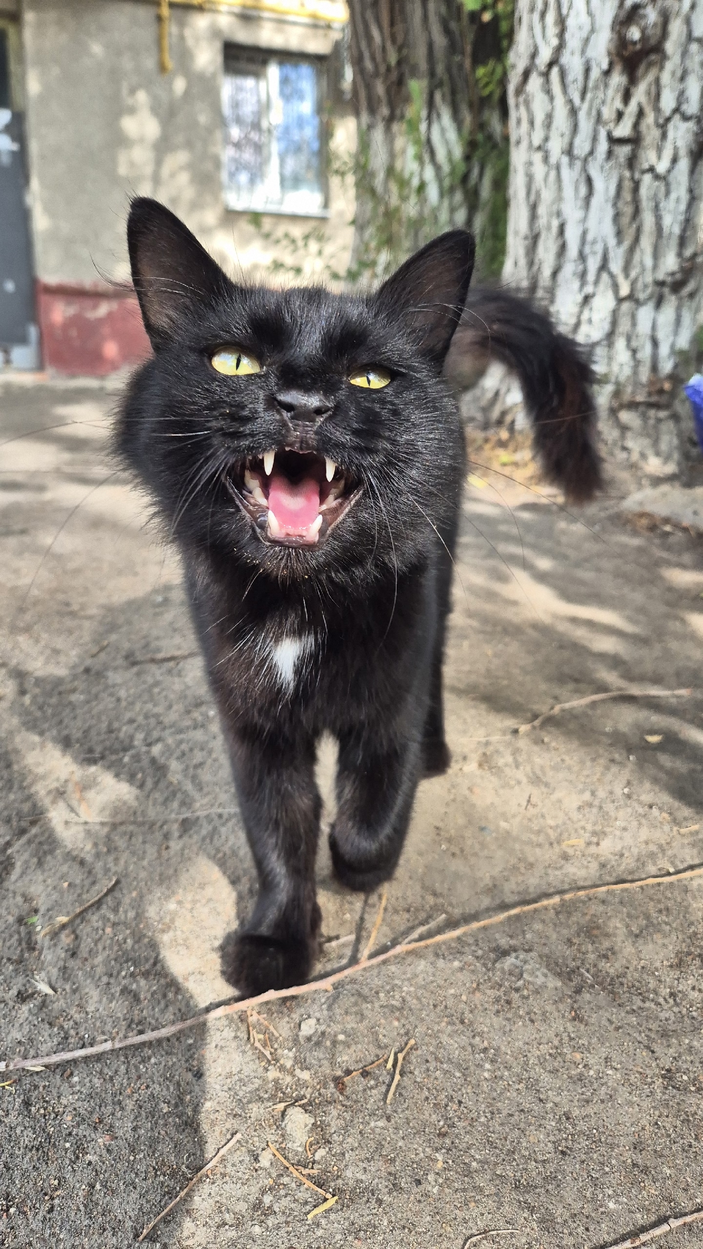 Шикарный кот без дома нуждается