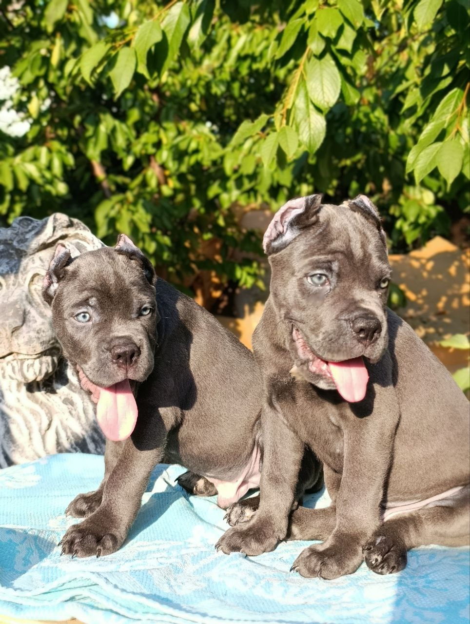 Питомник Royal Fun: щенки кане-корсо (1)