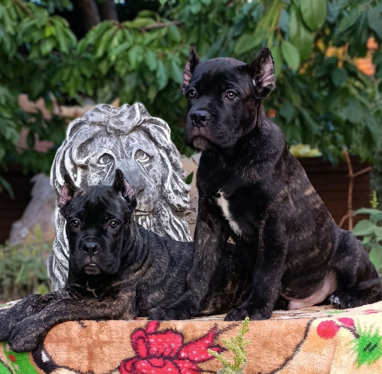 Питомник Royal Fun: щенки кане-корсо (4)