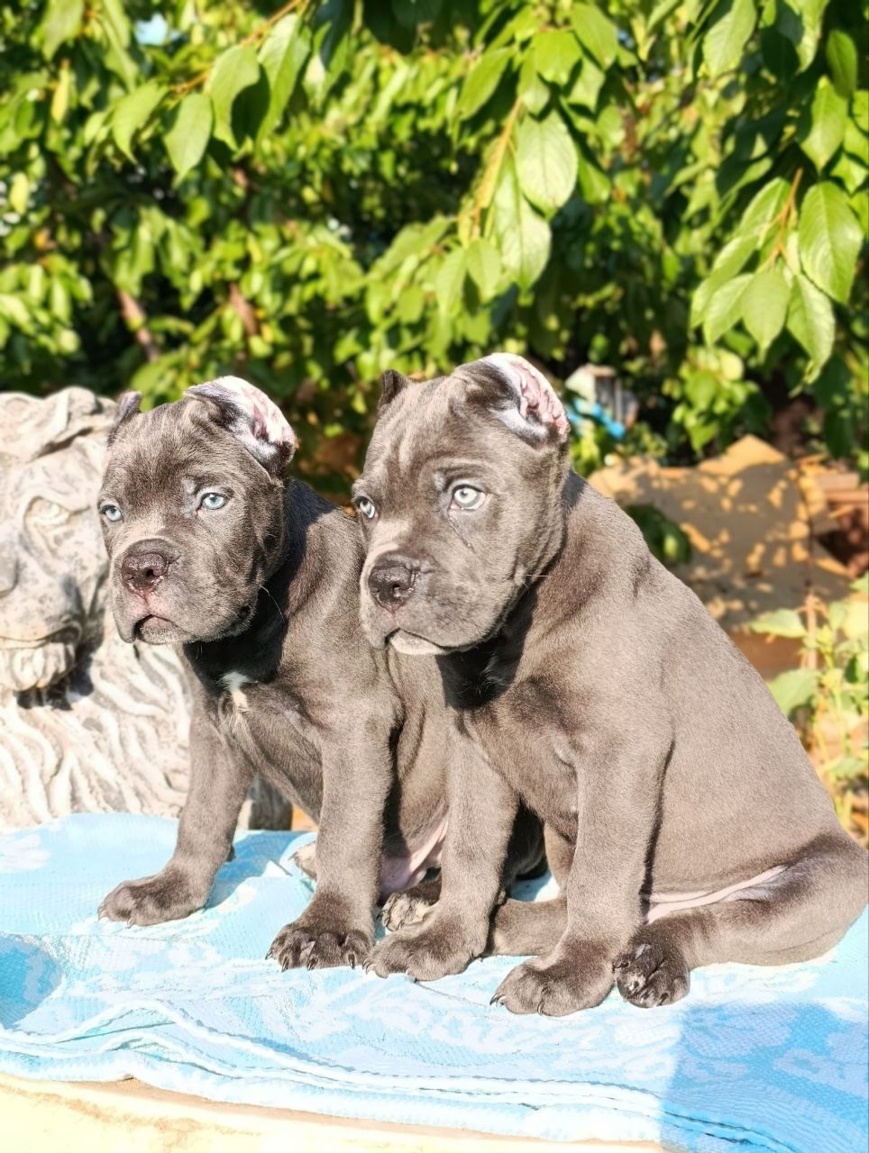 Питомник Royal Fun: щенки кане-корсо (2)