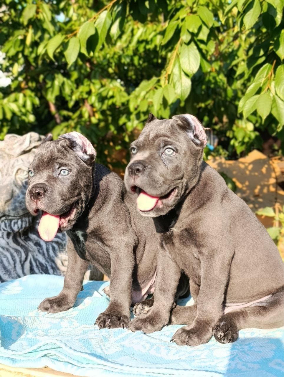 Питомник Royal Fun: щенки кане-корсо (6)