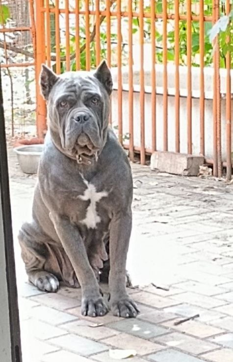 Питомник Royal Fun: щенки кане-корсо (9)