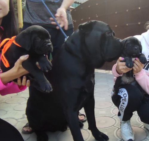 Питомник Royal Fun: щенки кане-корсо (8)