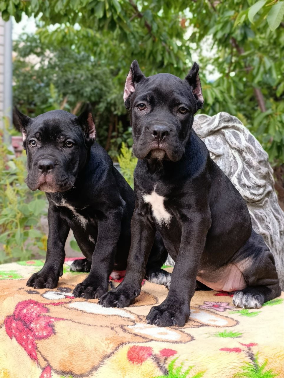 Питомник Royal Fun: щенки кане-корсо (5)