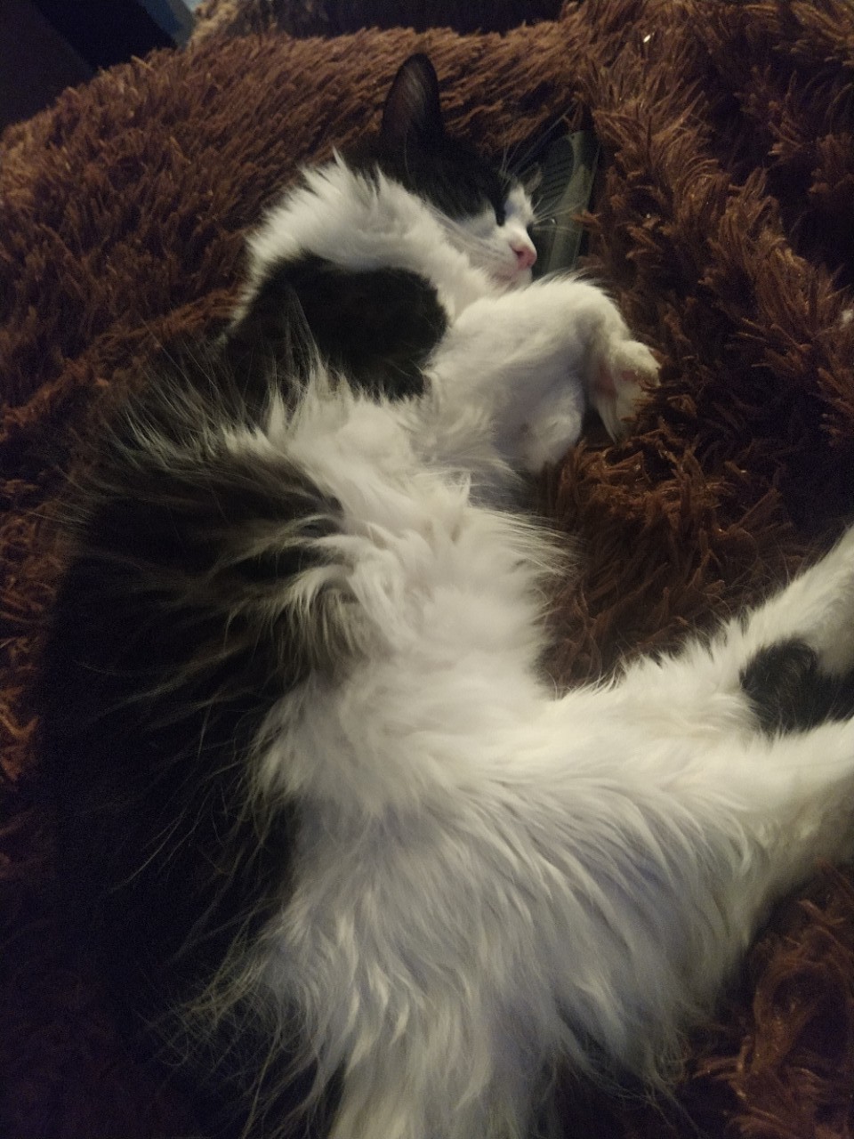 Отдам кастрированного кота бесплатно Ищем