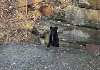 Щенки ищут любящие сердца. Очаровательные (3)