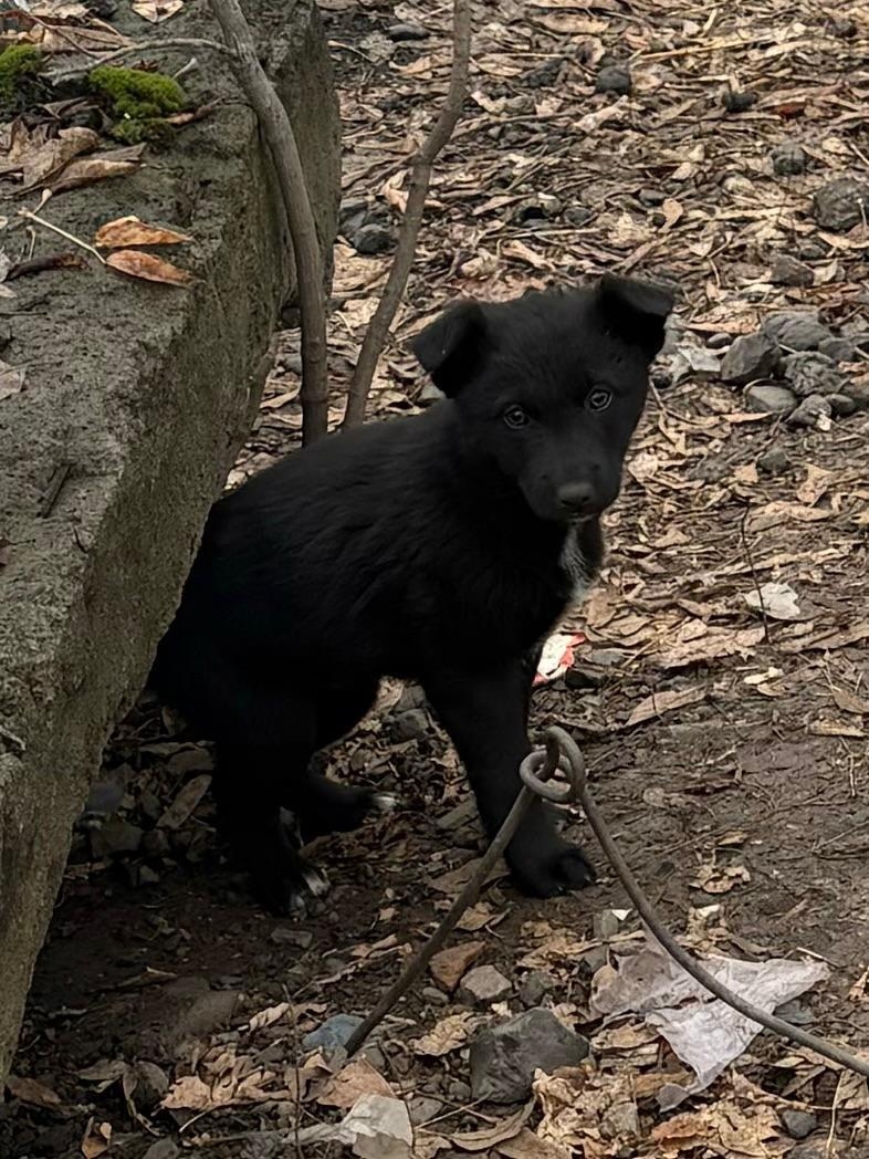 Щенки ищут любящие сердца. Очаровательные (2)