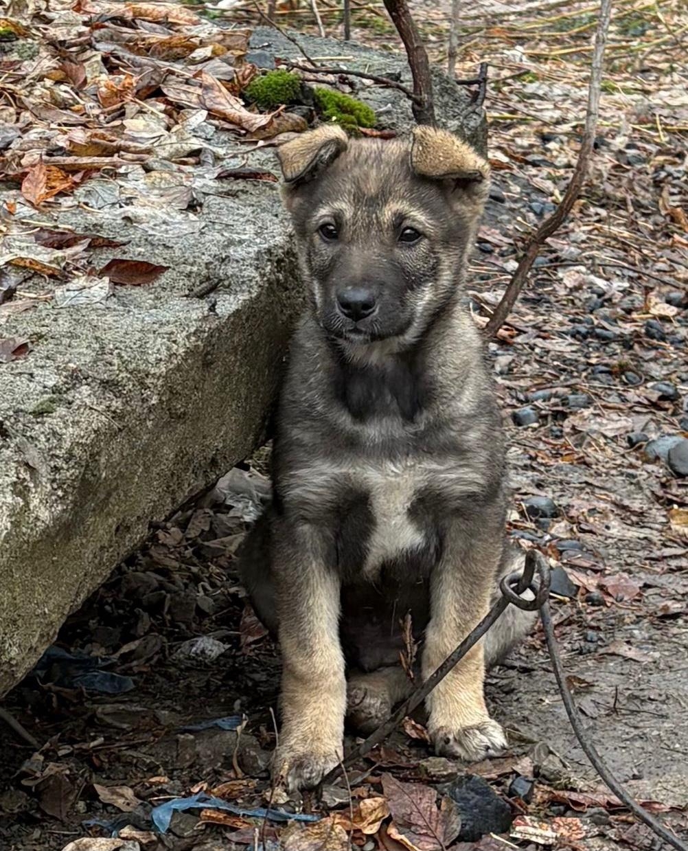 Щенки ищут любящие сердца. Очаровательные (1)