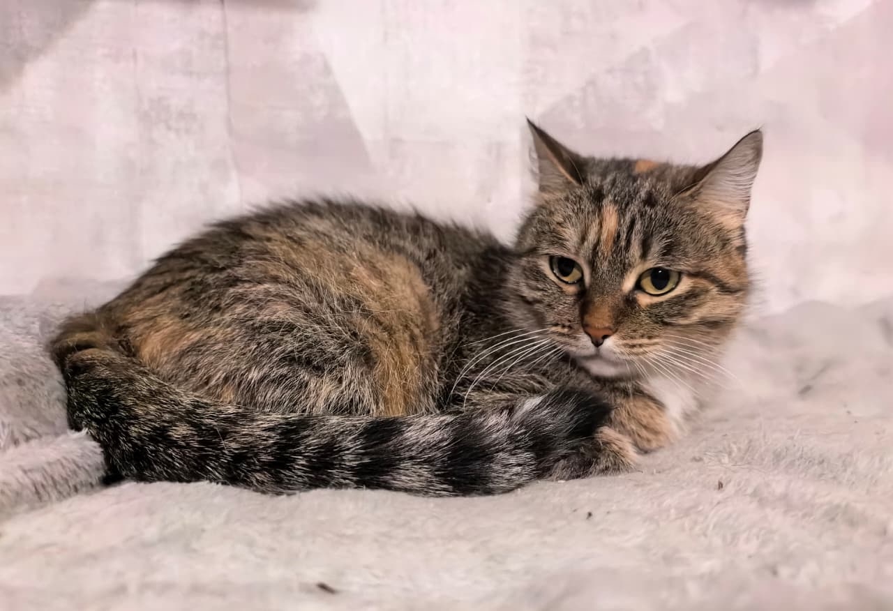 Соня ищет безопасный дом Юная (2)