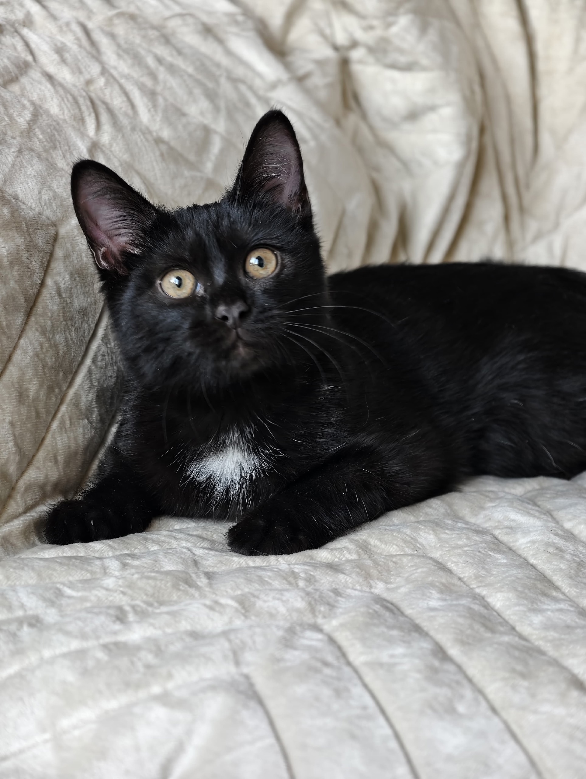 Очаровательный котёнок в поисках дома (7)