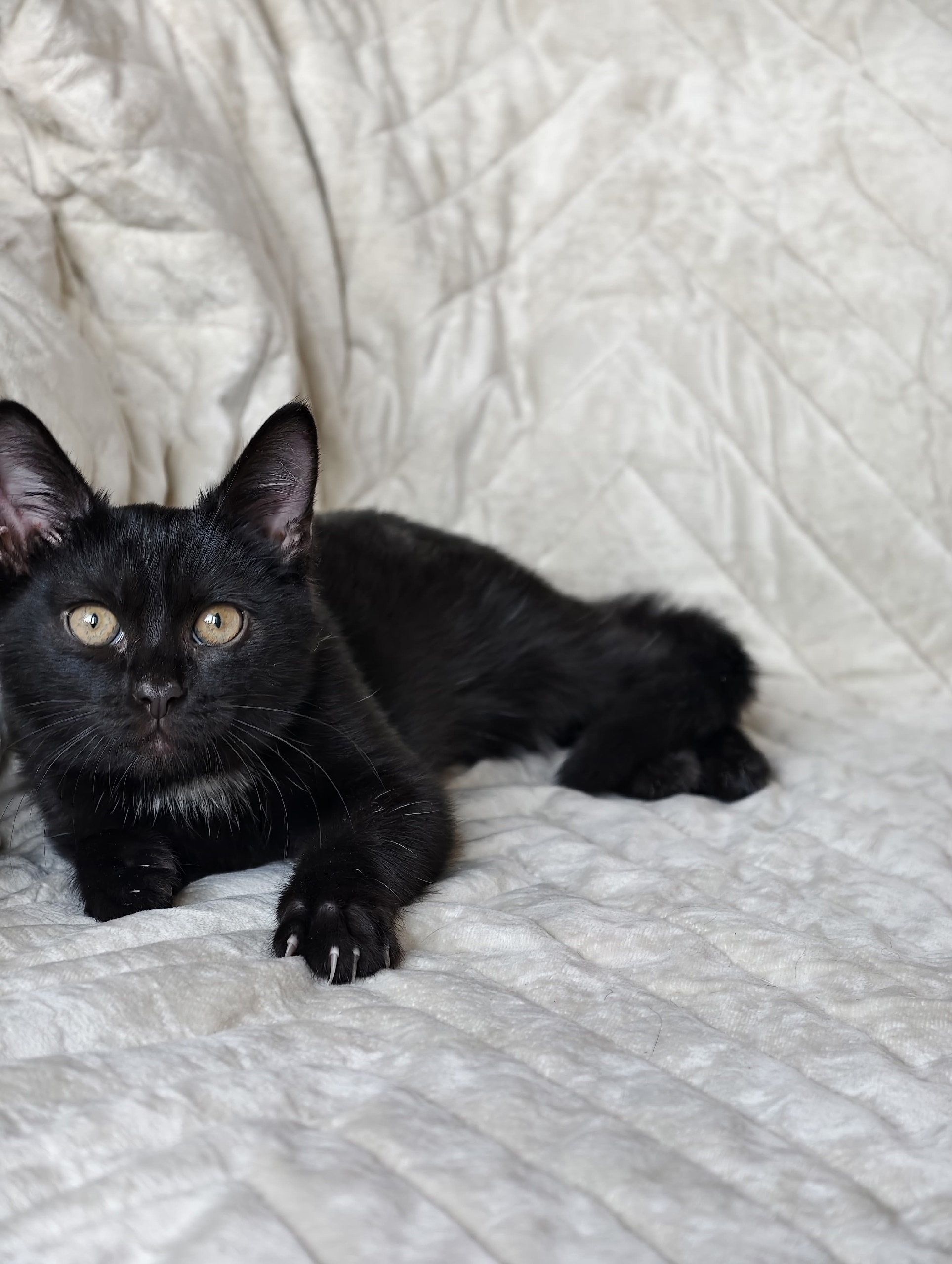 Очаровательный котёнок в поисках дома (5)