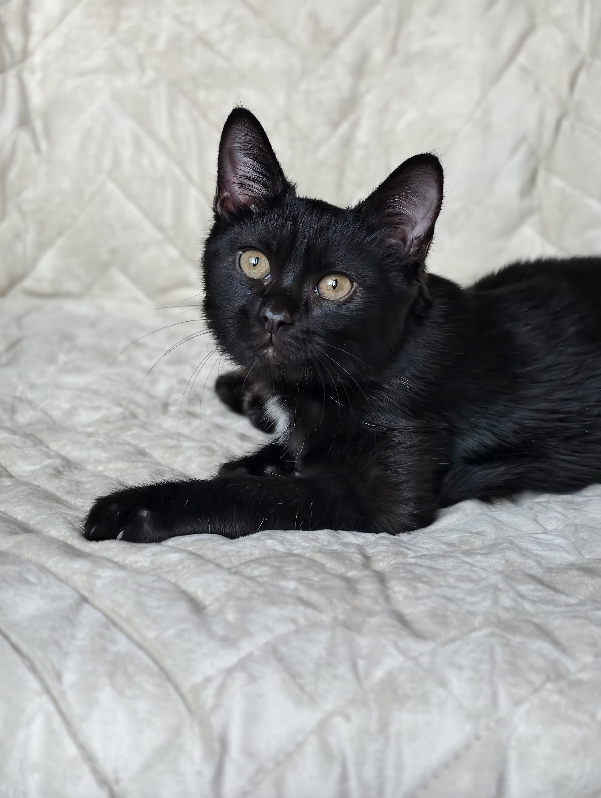 Очаровательный котёнок в поисках дома (6)