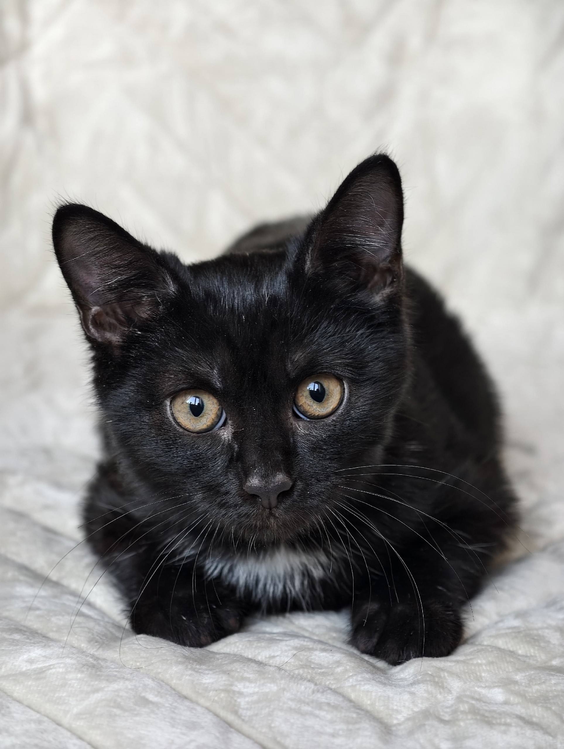 Очаровательный котёнок в поисках дома (1)