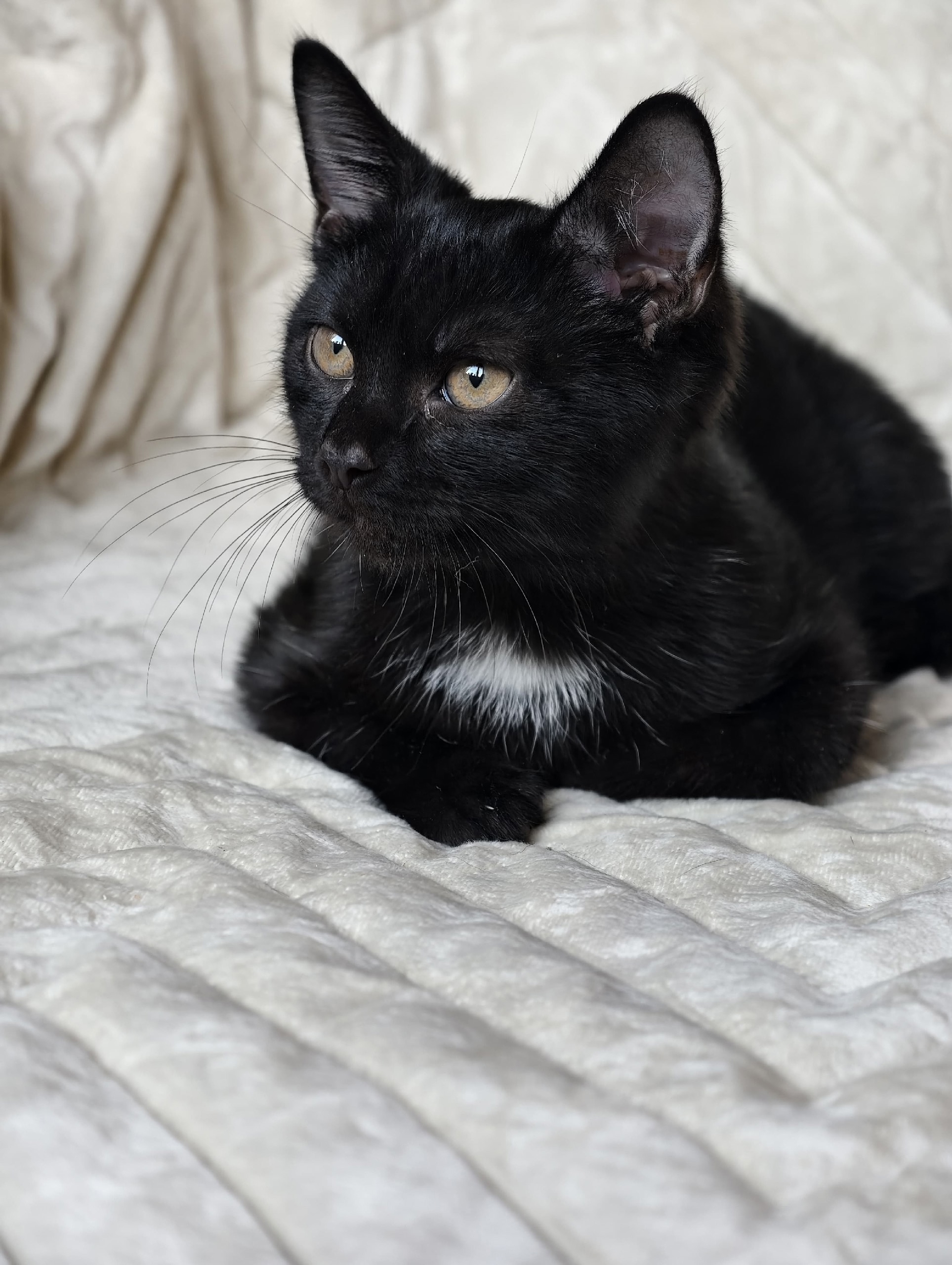 Очаровательный котёнок в поисках дома (4)