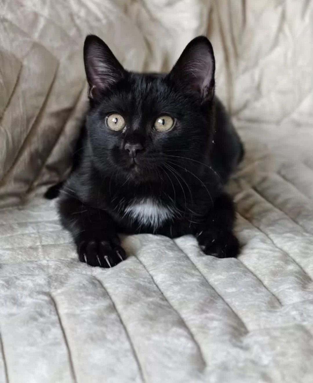 Очаровательный котёнок в поисках дома (2)