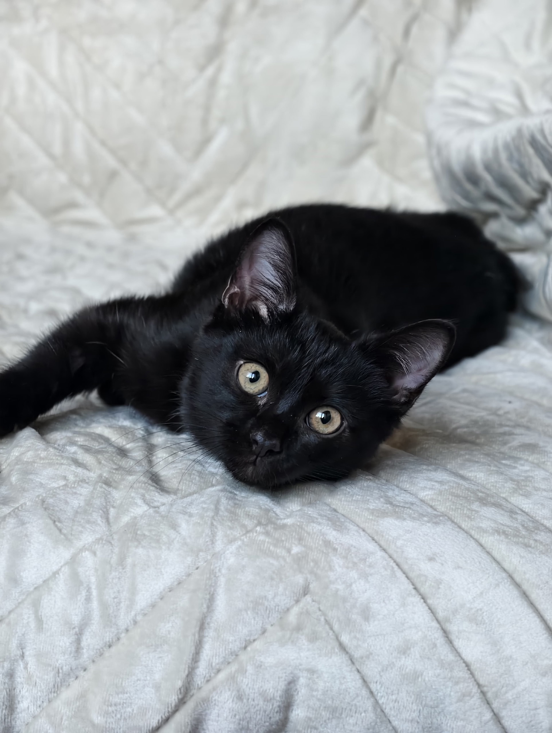 Очаровательный котёнок в поисках дома (3)