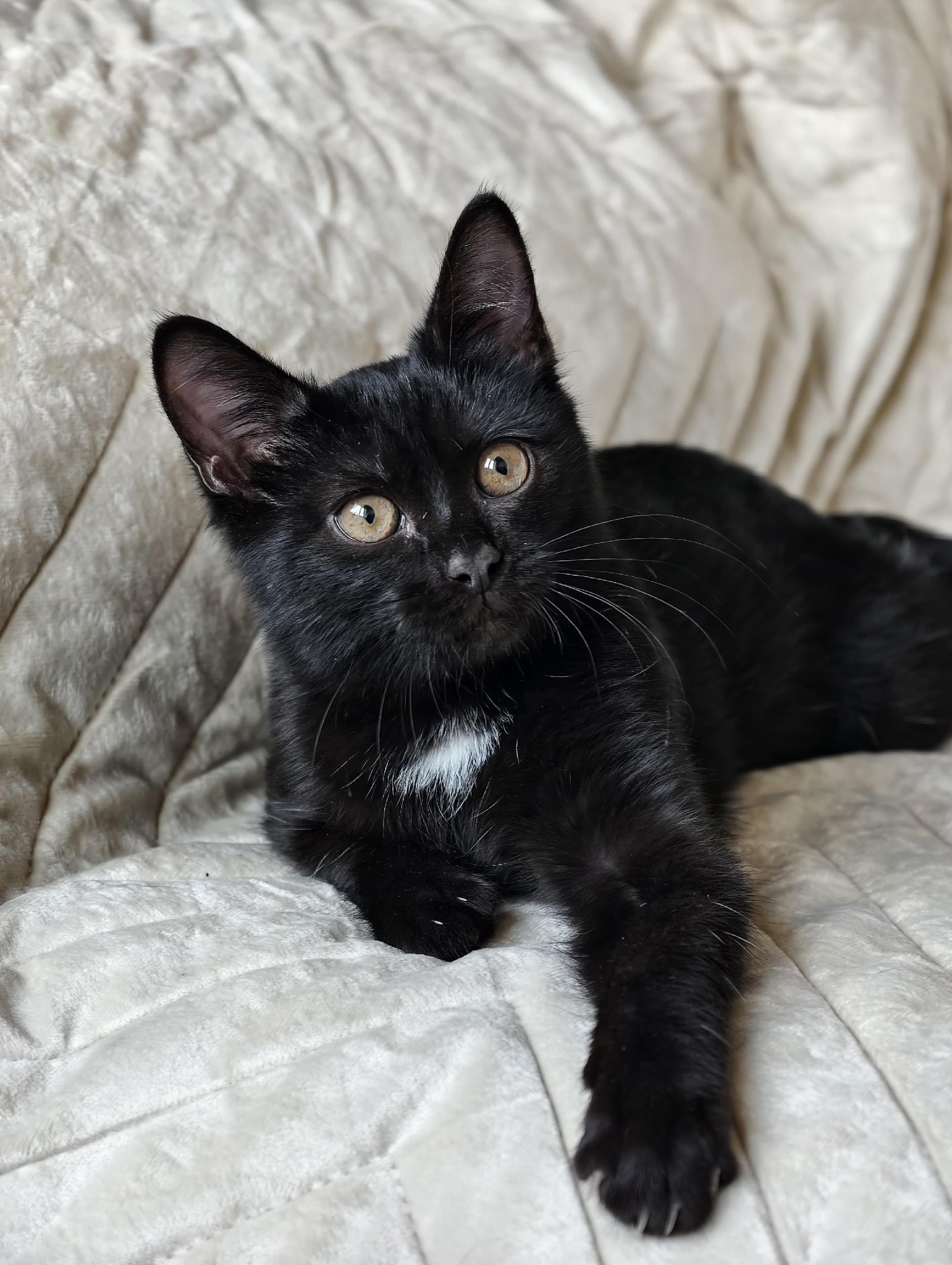 Очаровательный котёнок в поисках дома