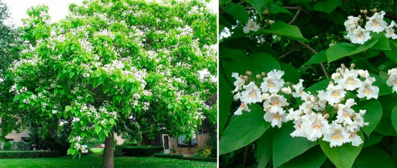 Саженцы Катальпа: Устойчивость и Красота