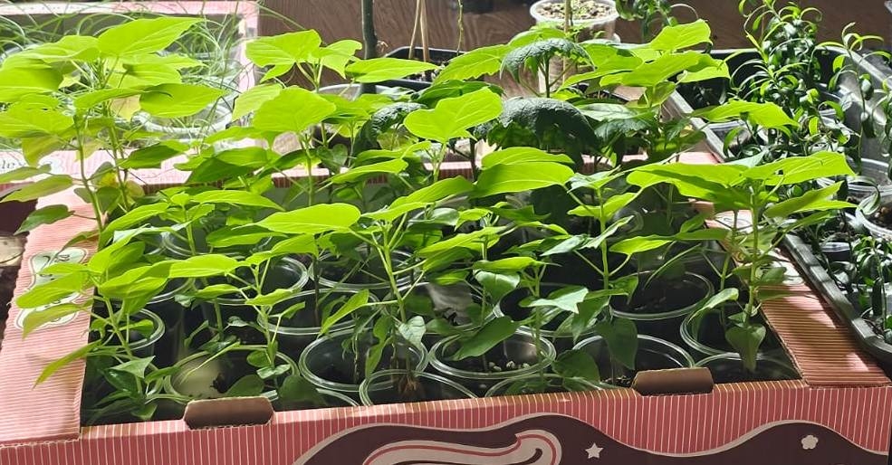 Саженцы Катальпа: Устойчивость и Красота (3)