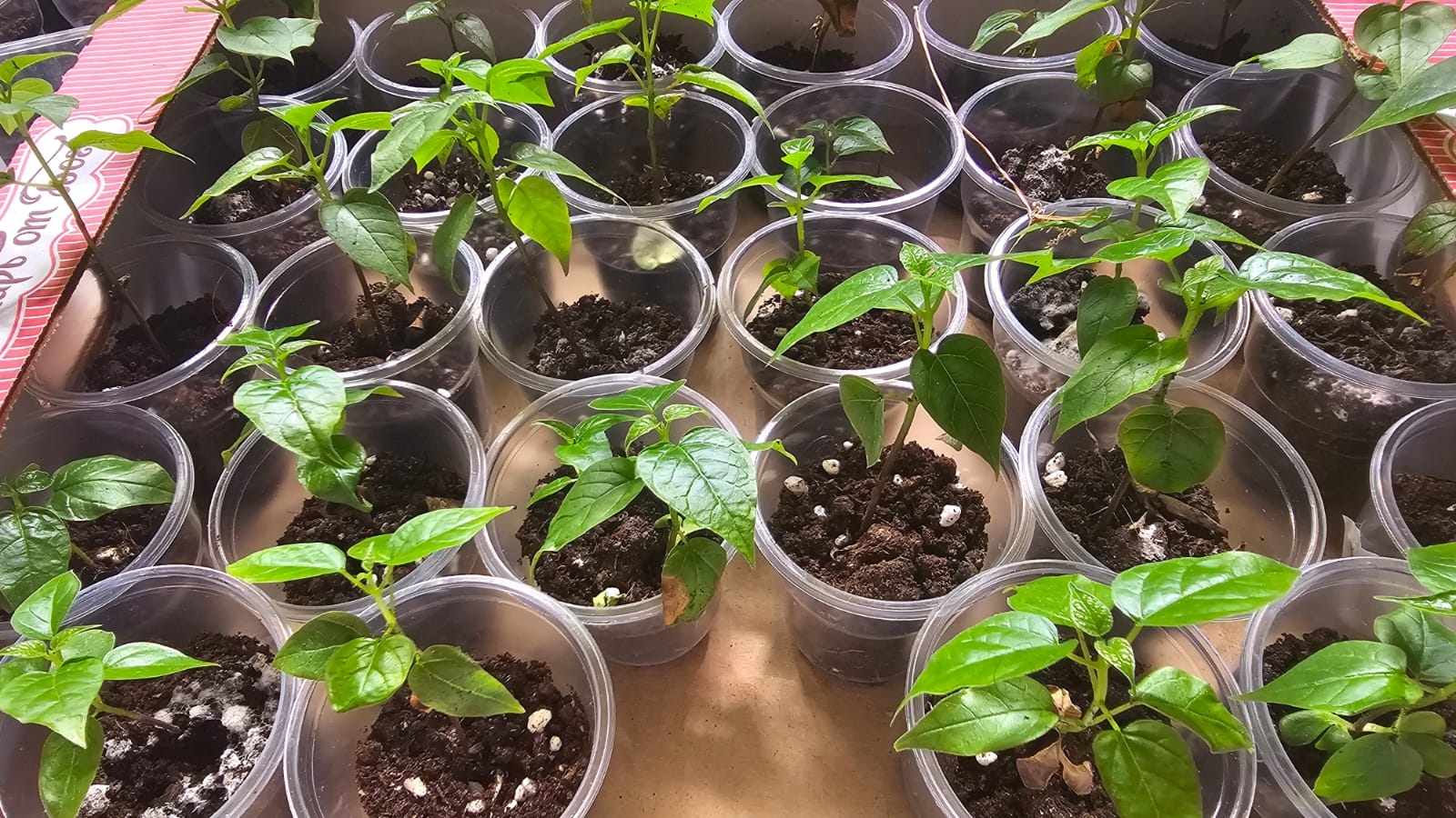 Саженцы Катальпа: Устойчивость и Красота (2)