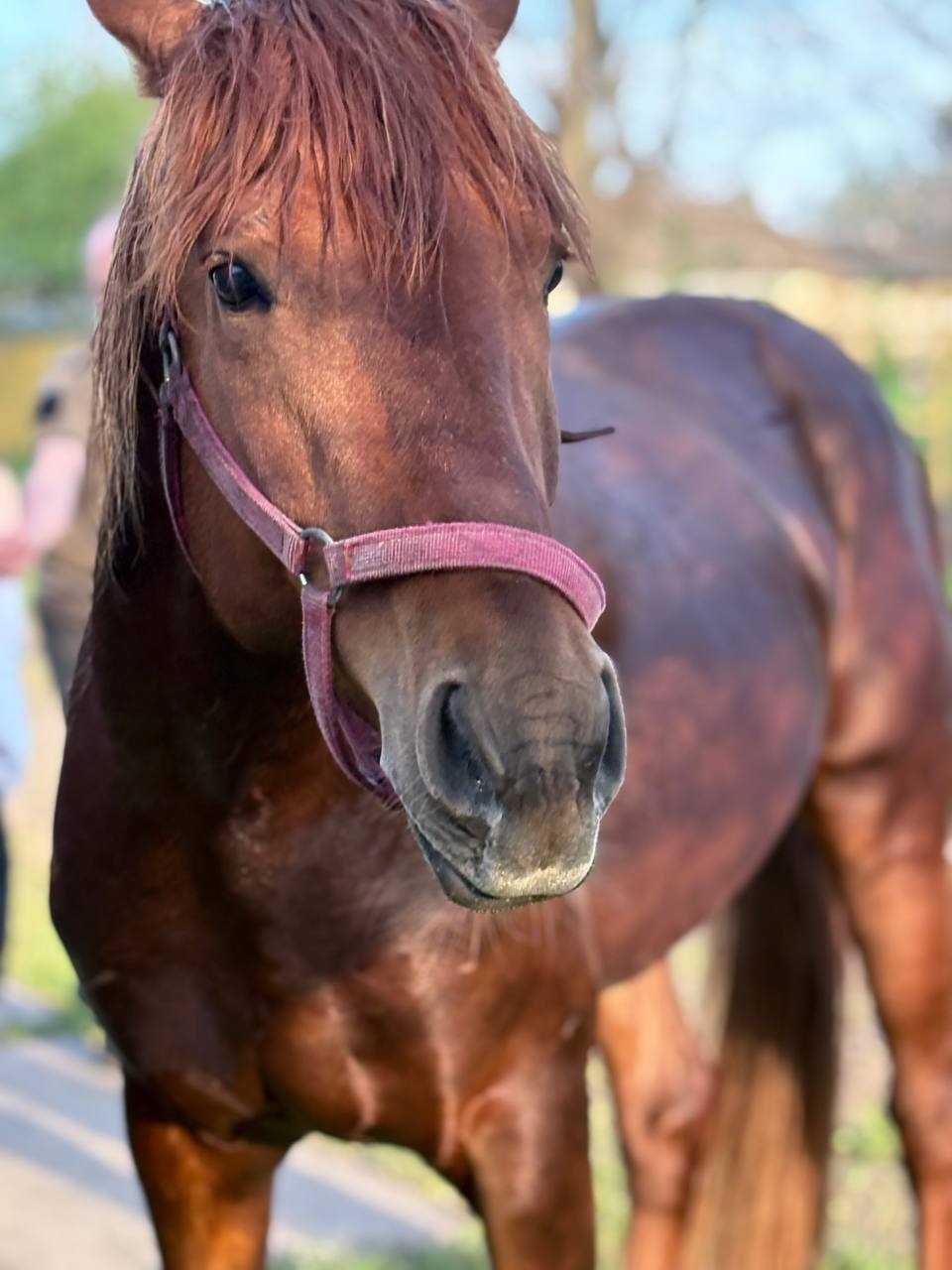 Уникальный рыжий жеребец для спорта (5)