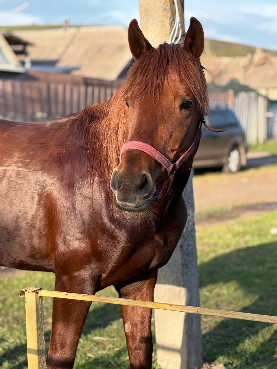 Уникальный рыжий жеребец для спорта (7)