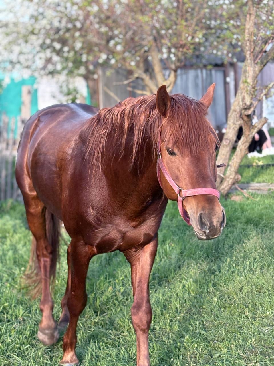 Уникальный рыжий жеребец для спорта (1)
