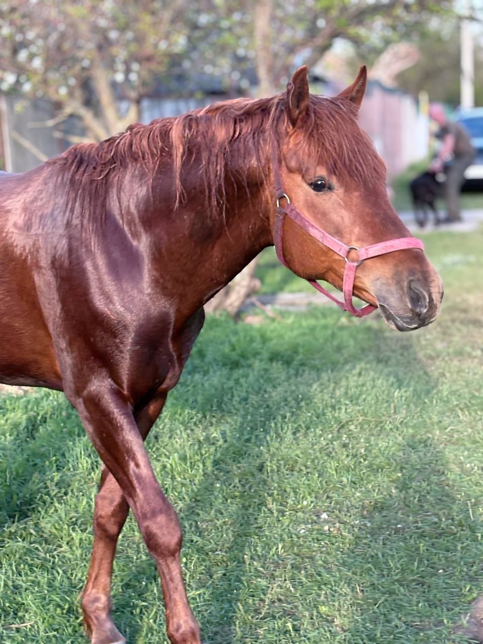 Уникальный рыжий жеребец для спорта (3)