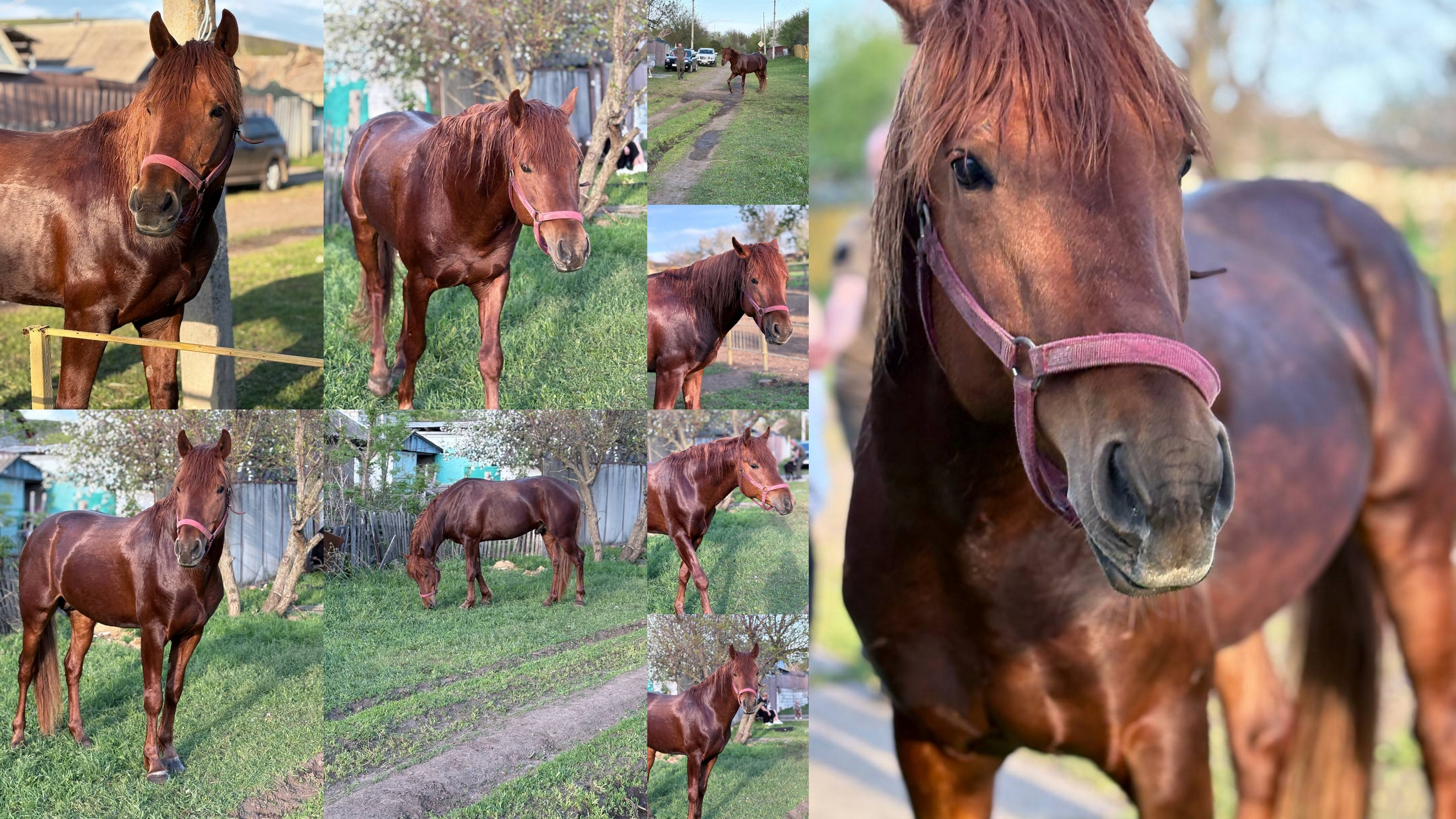 Уникальный рыжий жеребец для спорта (6)