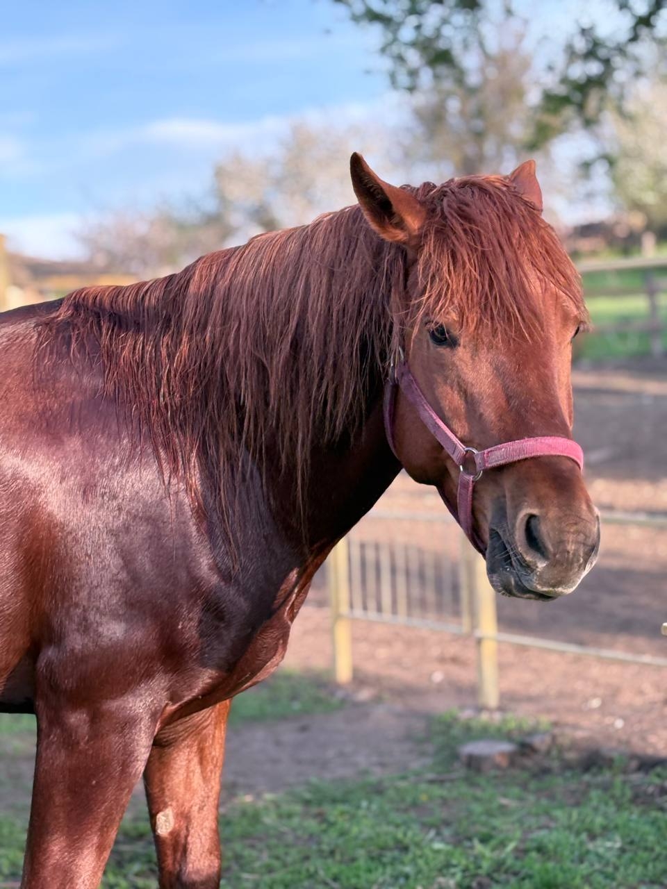 Уникальный рыжий жеребец для спорта (2)